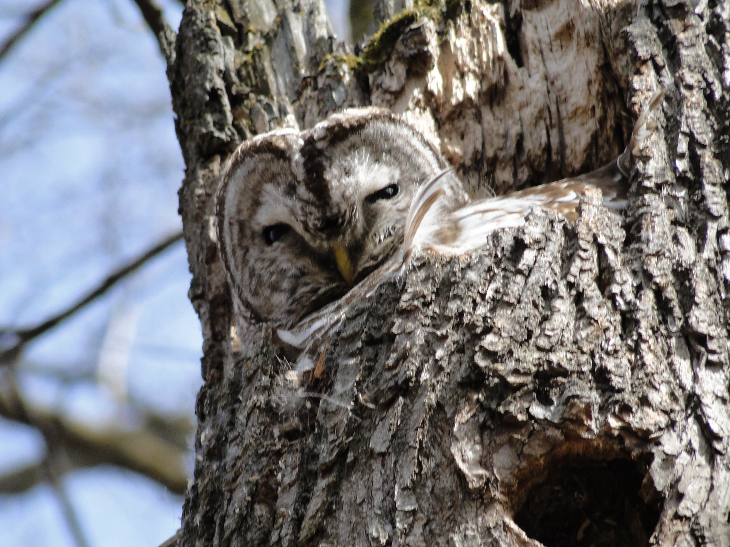 Barred Owl 2010 - JKT.JPG