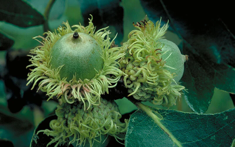 bur-oak-nut.jpg