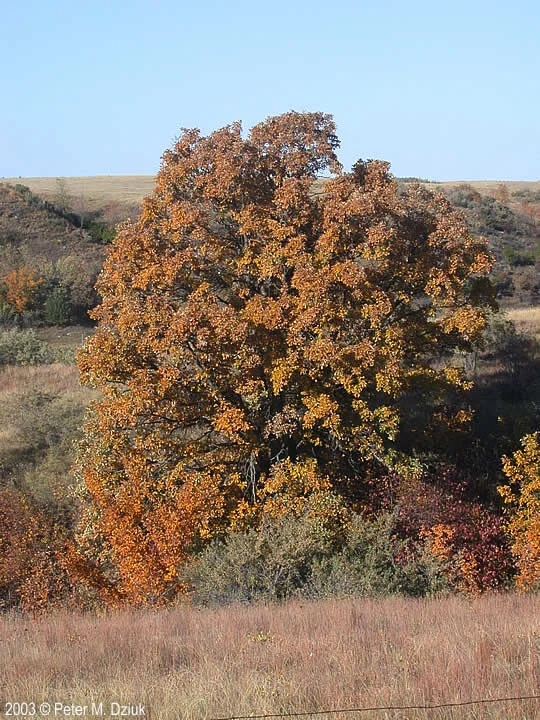 bur oak form.jpg