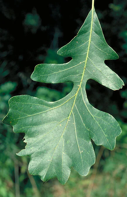 bur-oak-leaves-lg.jpg