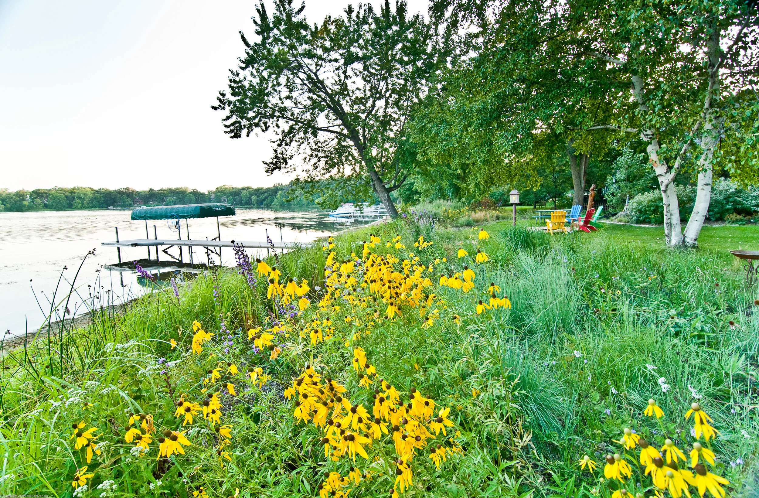 Native shoreline buffers