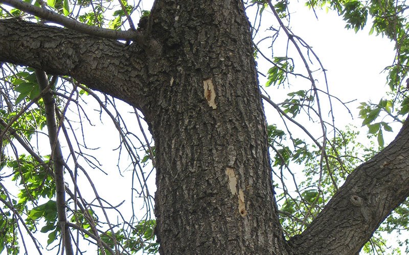 Woodpecker flecking 