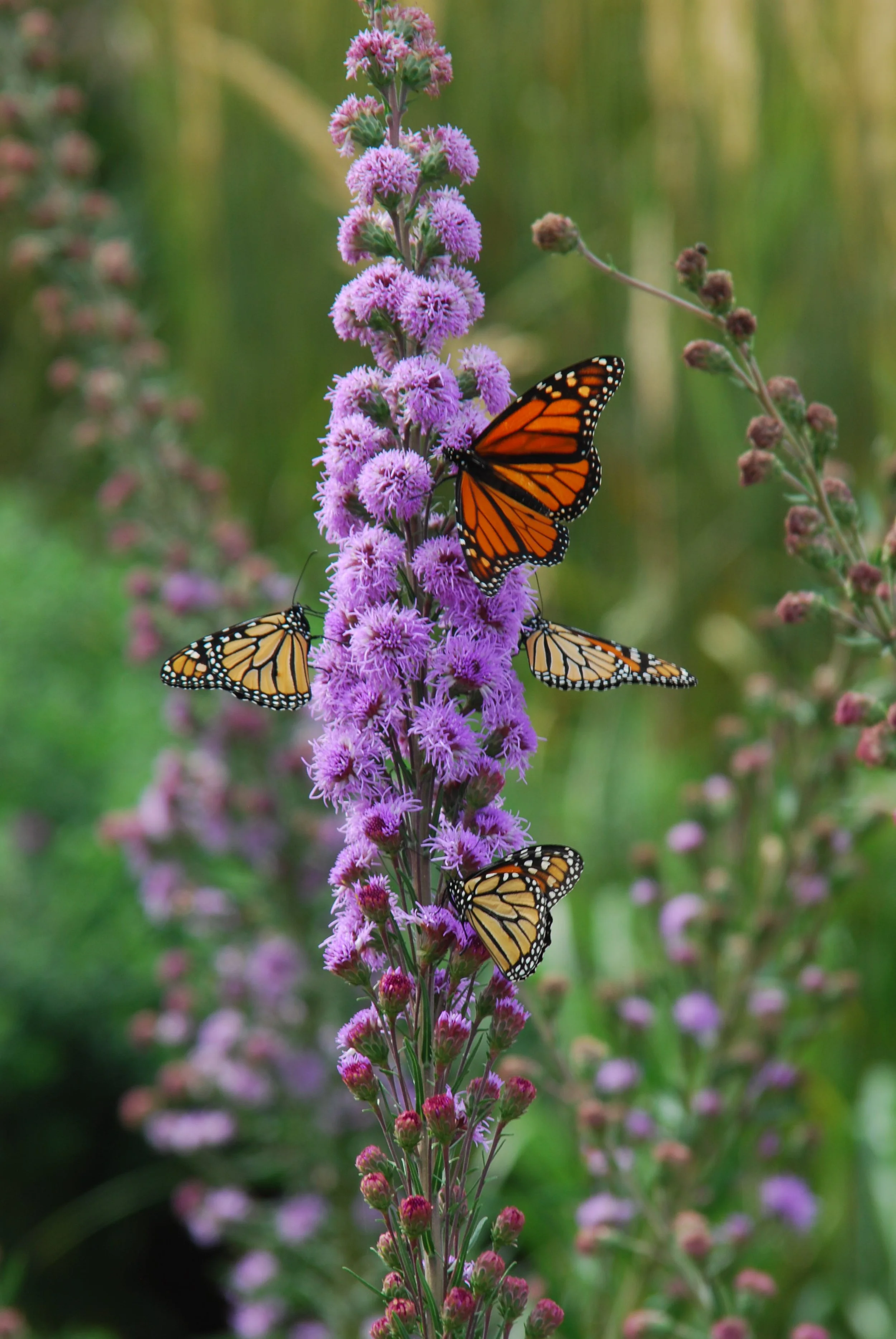 Planting for Pollinators Workshop