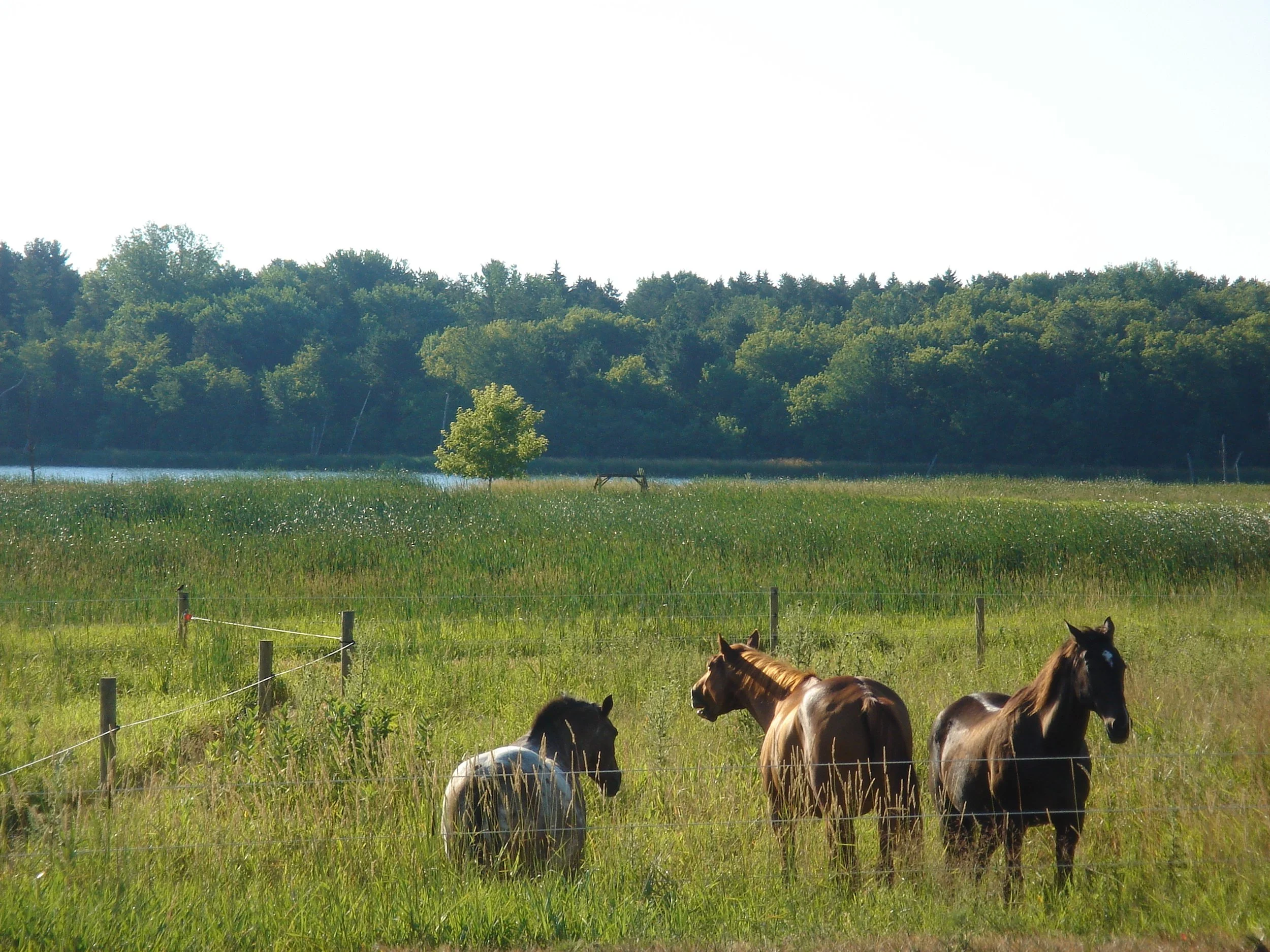 Horse Manure Management Online Course