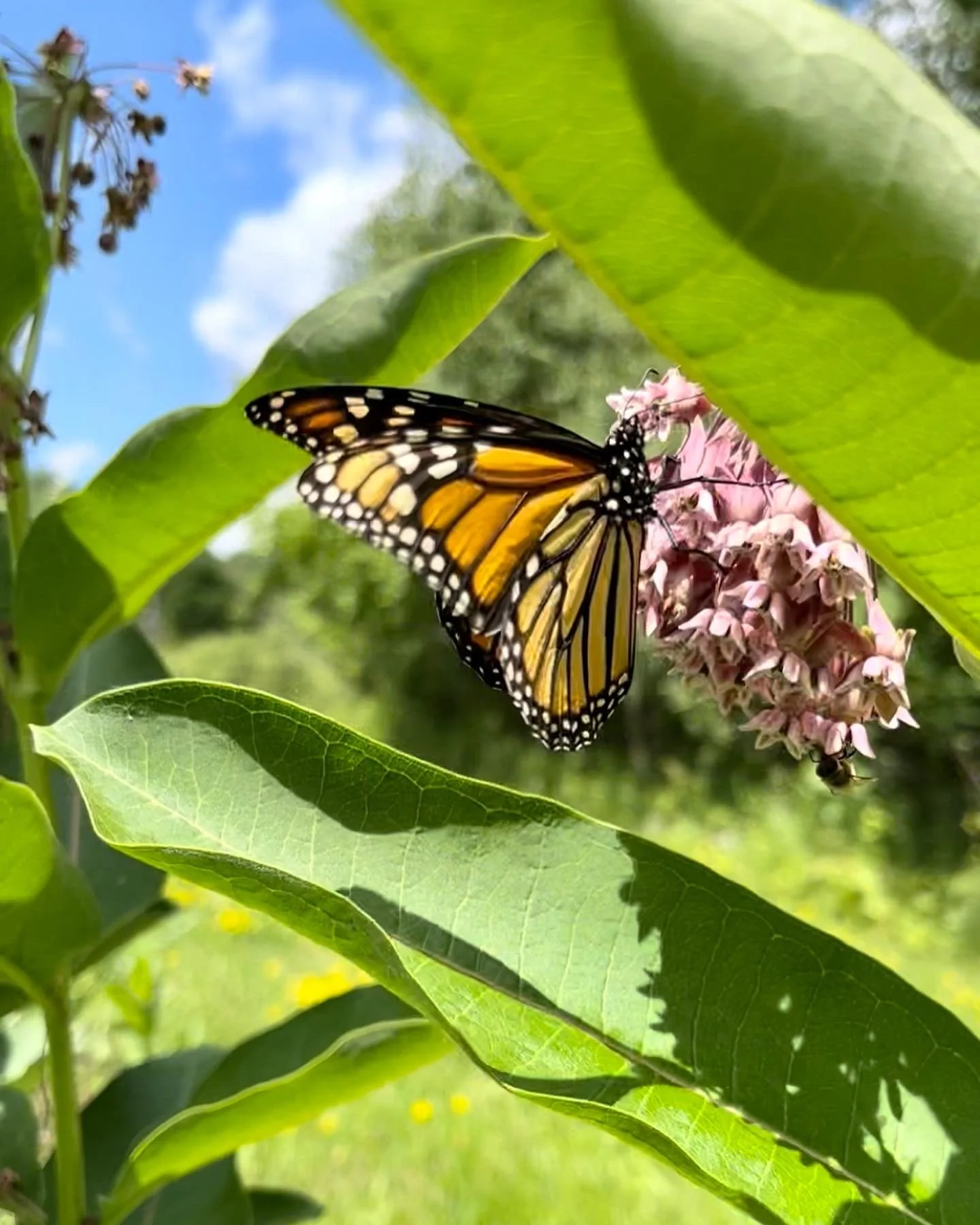 Virtual Webinar Series: Creating your own pollinator habitat