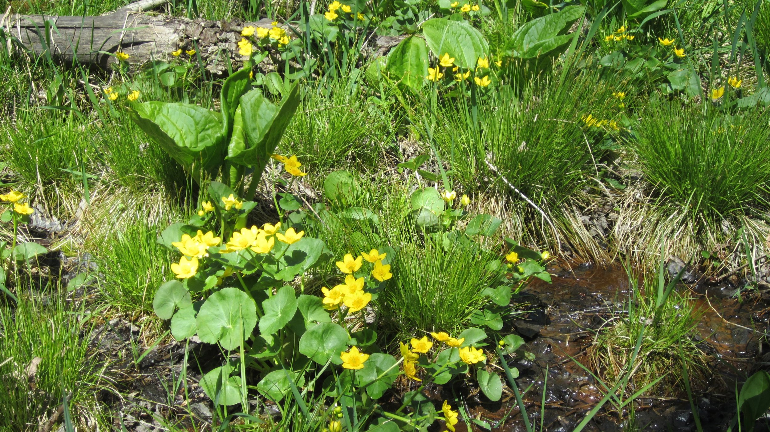 Wetlands of Afton &amp; the St. Croix Valley