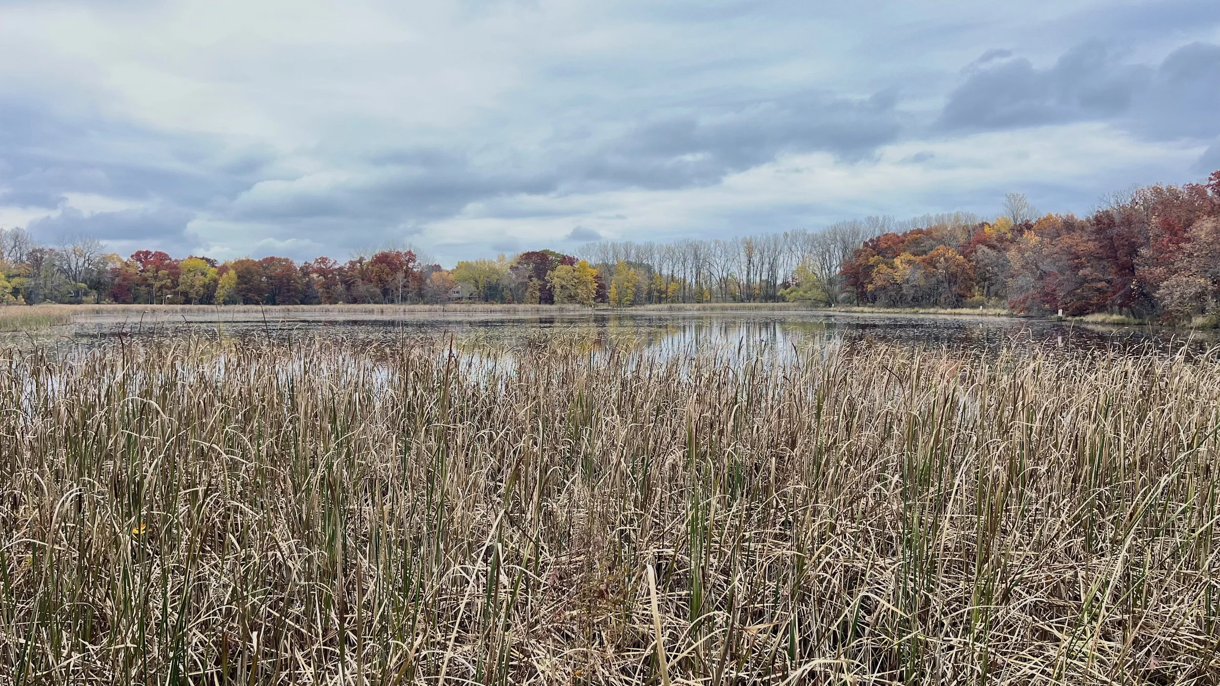 Cattails in an Oakdale wetland.jpg