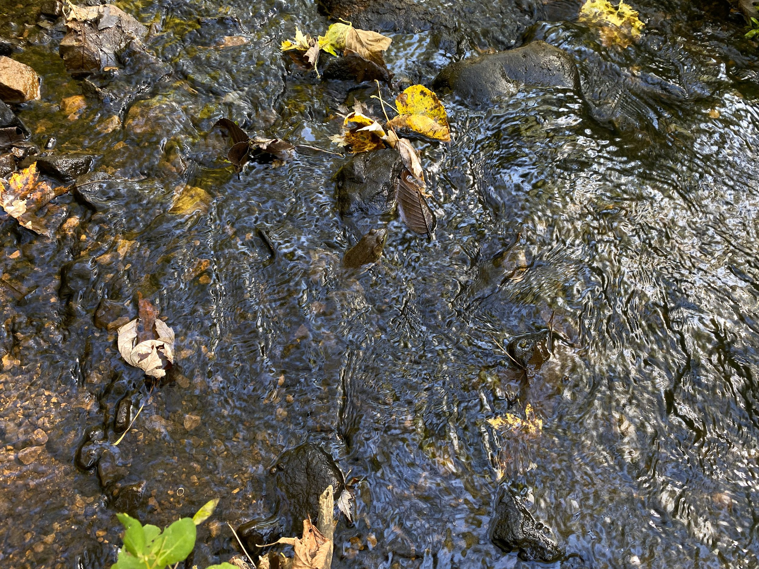 leaves in stream.jpg