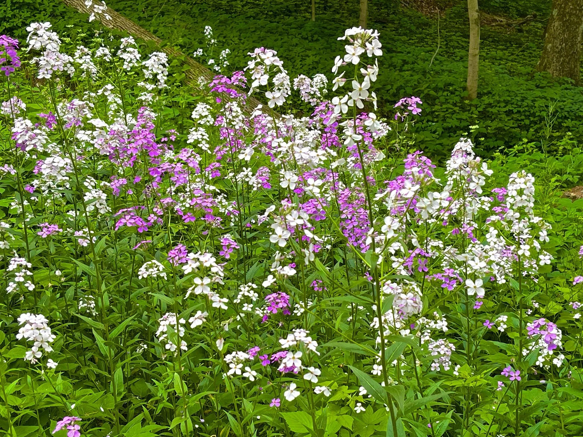 Weeds of Woodbury: Invasive Species of Southern Washington County
