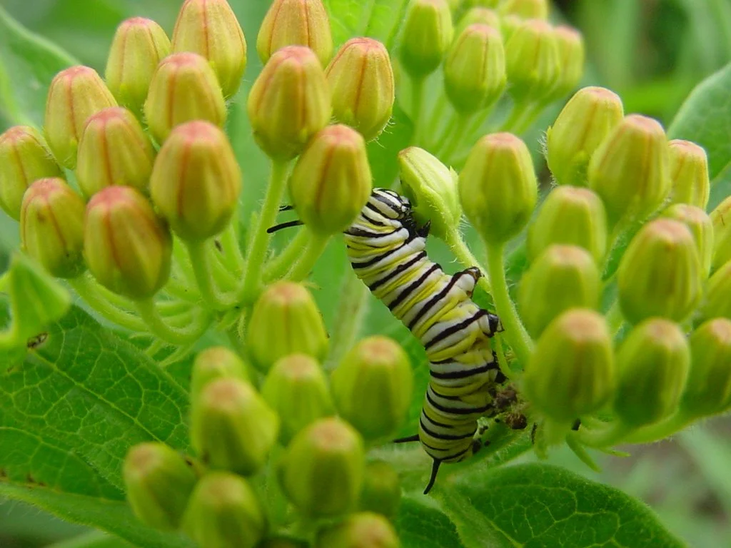 Native planting for water stewardship (online)