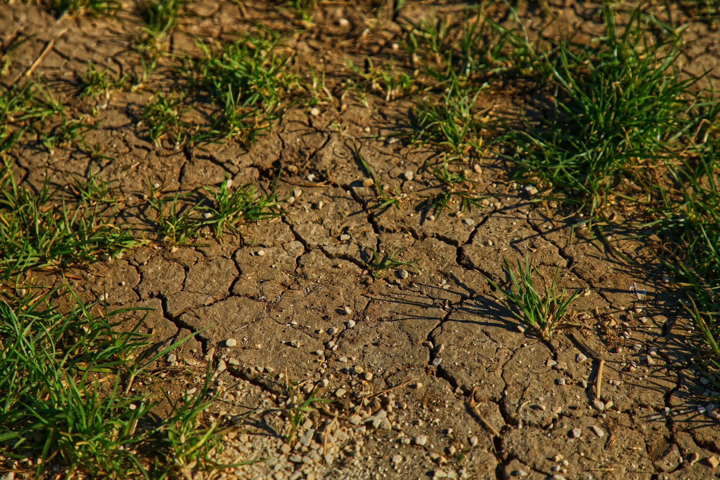 Soil Restoration for Stormwater Workshop (Woodbury)
