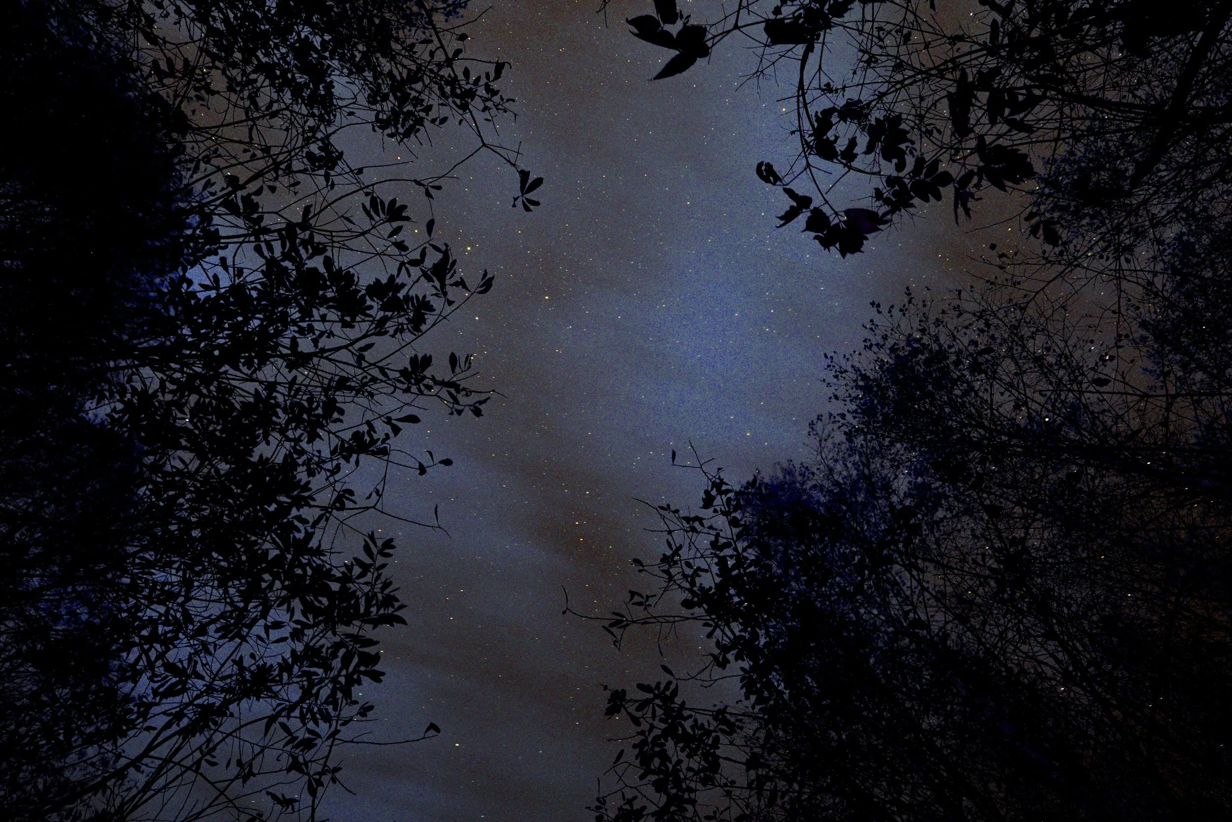 Nature after dark (Woodbury)