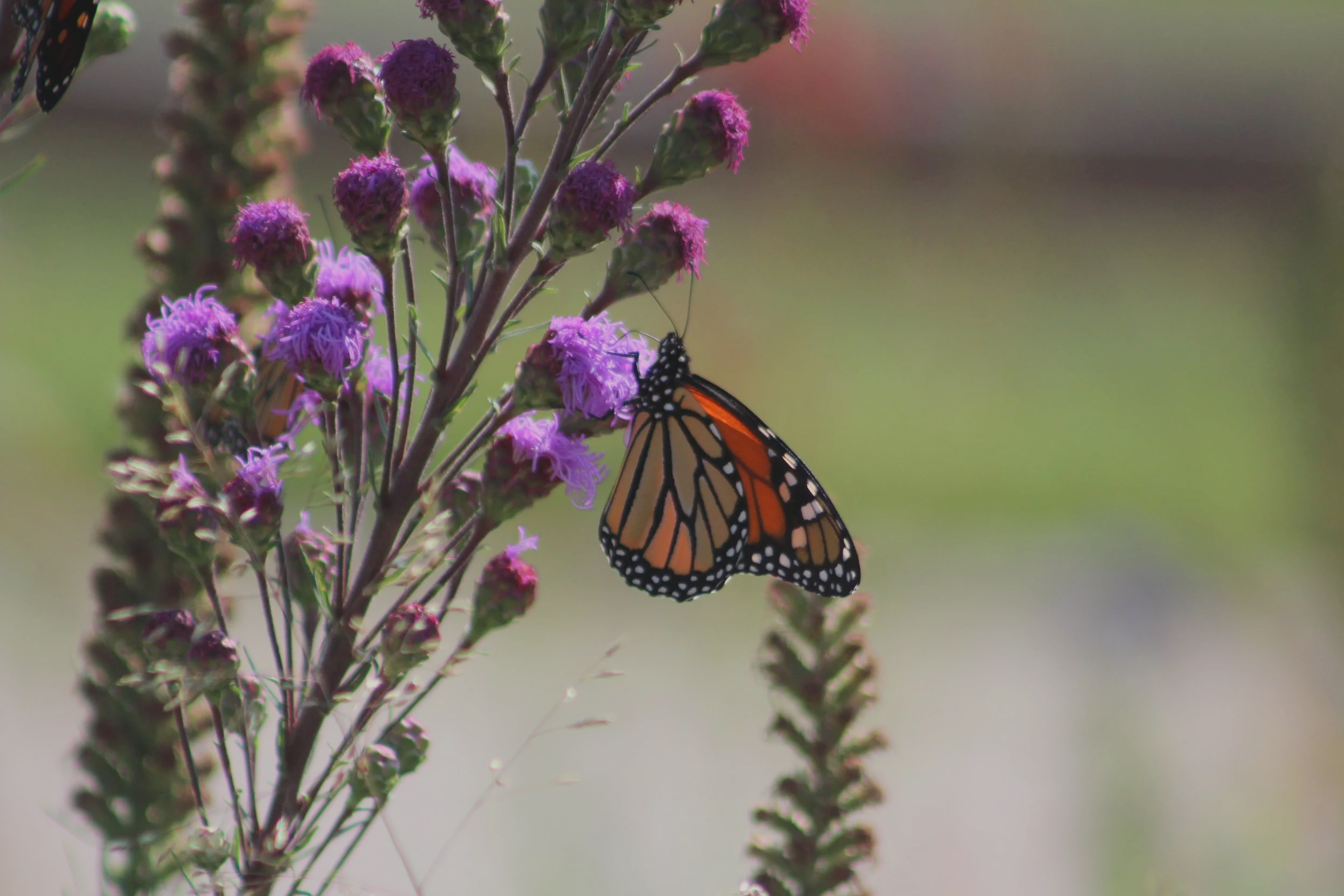 Creating a drought resilient yard (Oakdale)