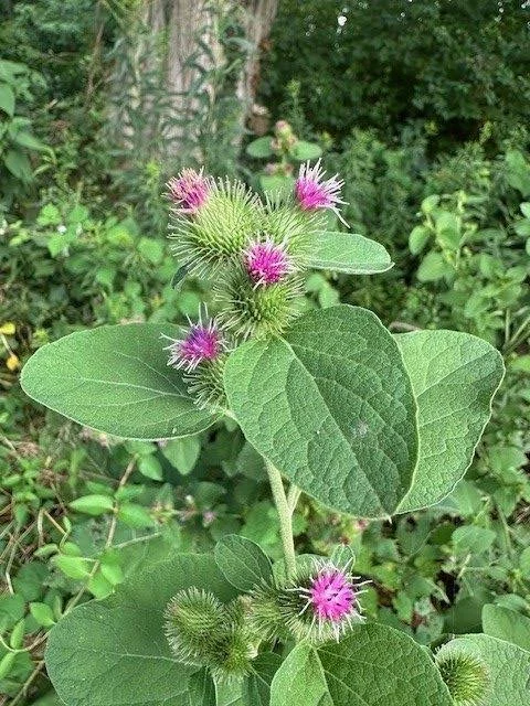 Burdock Removal at Tamarack Nature Preserve (Woodbury)