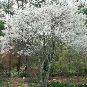 Serviceberry-2-300x300.jpg