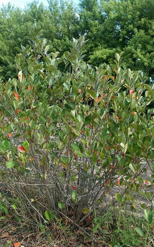 Black Chokeberry.jpg