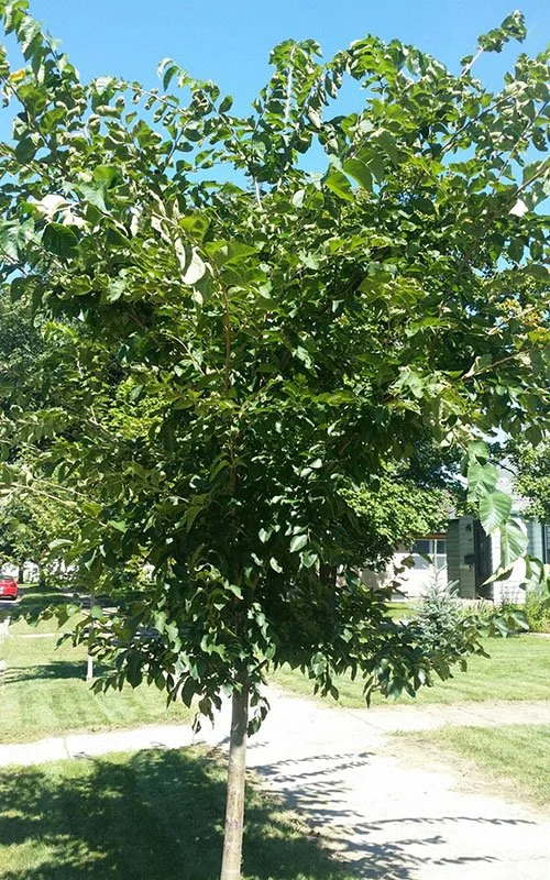 Hackberry-Web.jpg