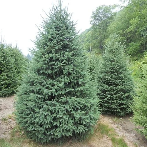Spruce-black-hills-1.jpg