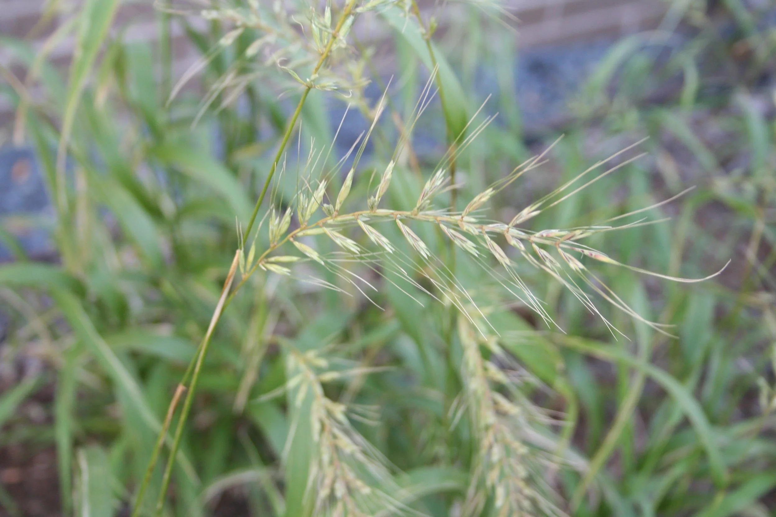 Buckthorn Replacement Mix.jpg