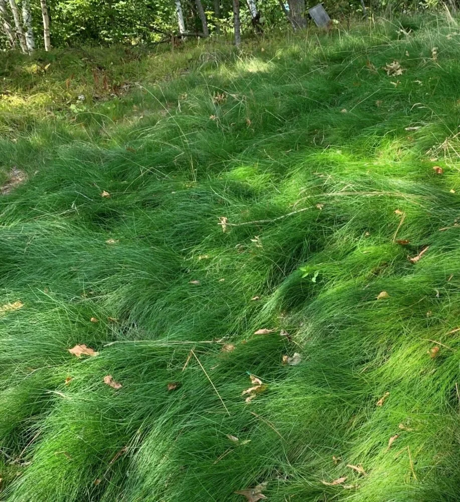 Low-grow-Fescue-scaled-e1677266440116.jpg