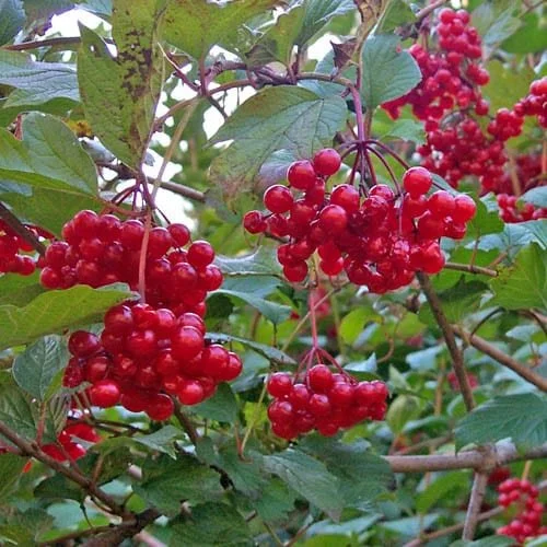 Cranberry-Bush.jpg
