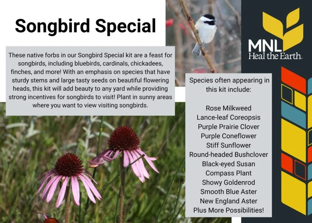 Songbird-Special.jpg