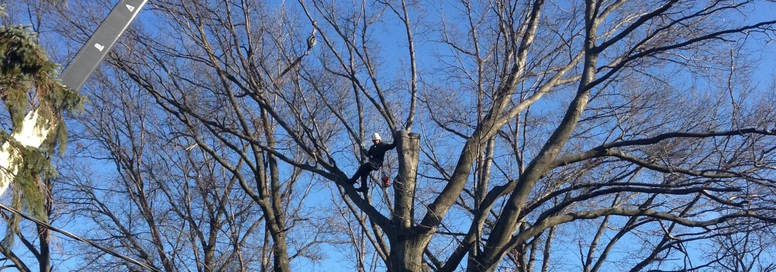Tree Branch Removal.jpg
