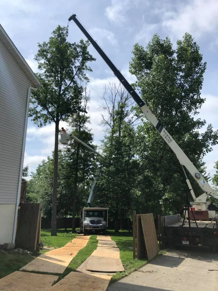 Tree Removal 1.jpg