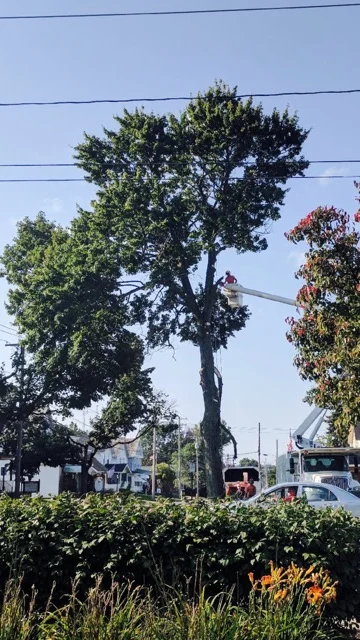 Tree Removal 9.JPG