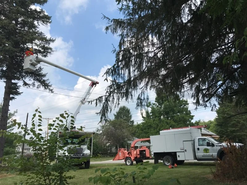 Tree Removal 12.JPG
