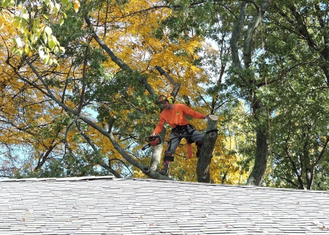 Tree Service in Fall.jpg