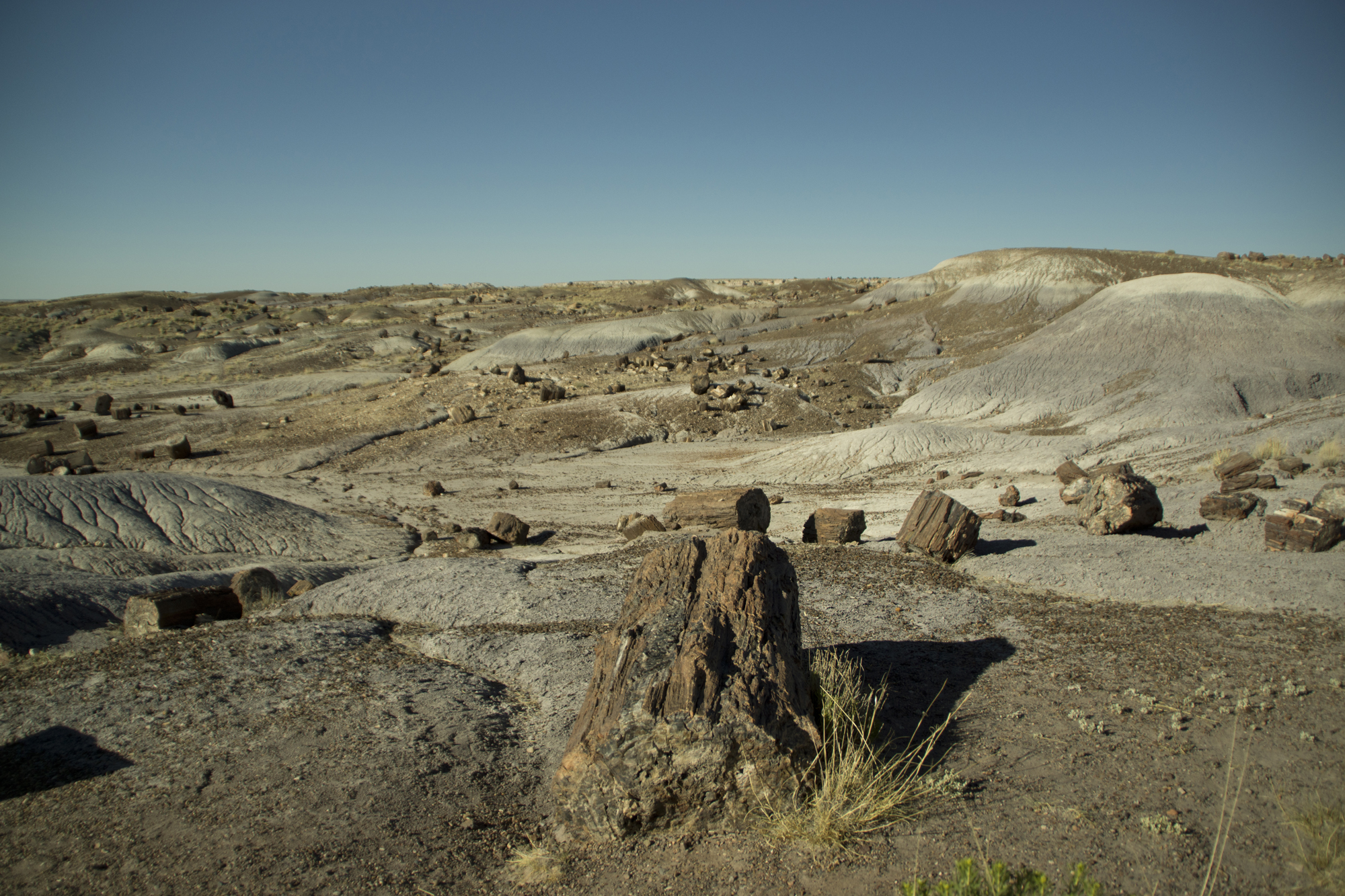  The petrified forest part, Petrified Forest National Park. 