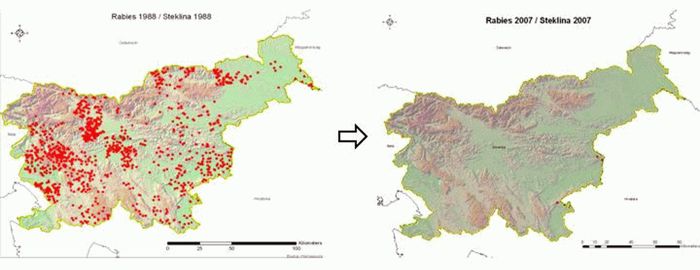 Steklina v Sloveniji med 1988 in 2007