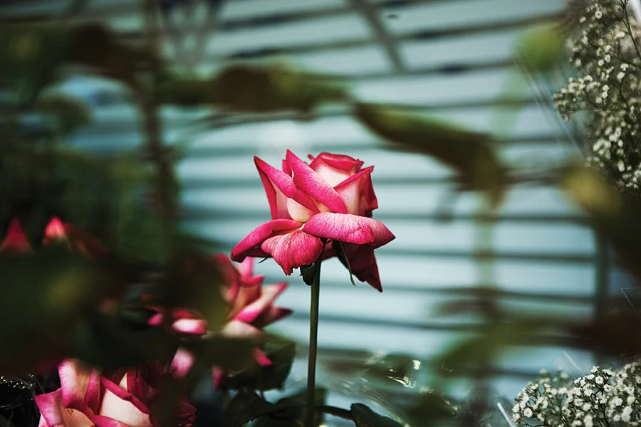 Untitled (Kitch A), Paris 2008 (110/155 cm)