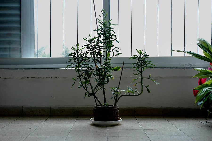 Untitled (Jerusalem), 2002