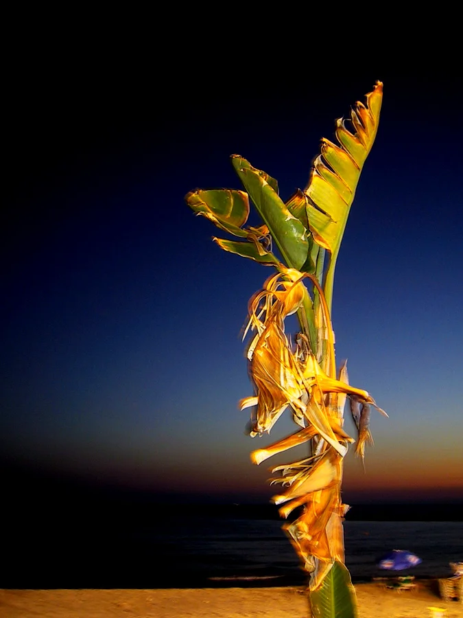 Untitled (Tel Aviv), 2002