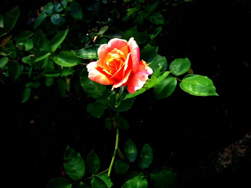   Untitled (    Rose      ), LA 2006 [10/42]      