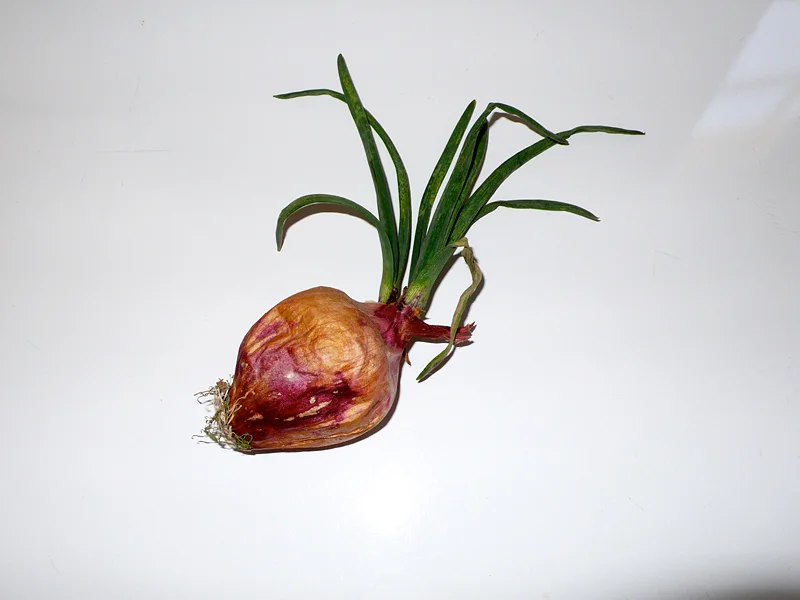   Untitled (Onion), Tel Aviv   2006 [21/42]      