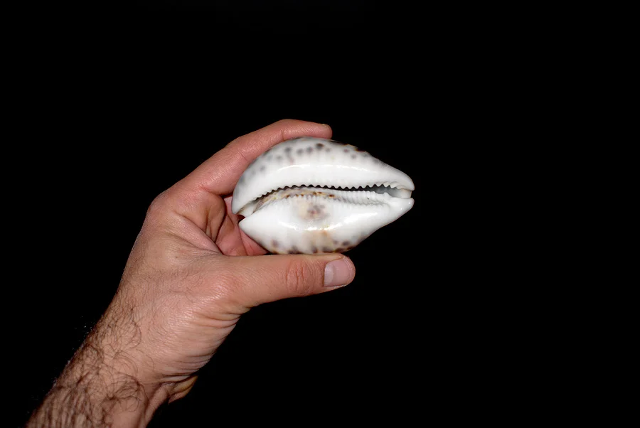 Untitled ( Mouth of the Negro Shell ), 2013