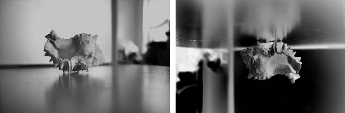 Untitled (Shell), 2012 (diptych) 56/79 cm each