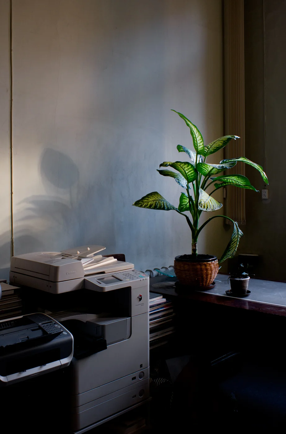 Untitled (photo copy & plant) Riga 2014 , (color photography, inkjet color print, 30/40 cm) 