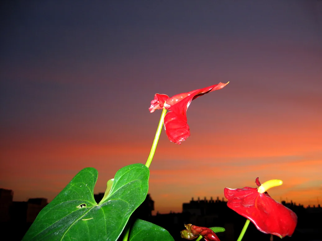    Untitled, Tel Aviv  (from Multifunction Process) , 2004  , color photograph,&nbsp;inkjet print 