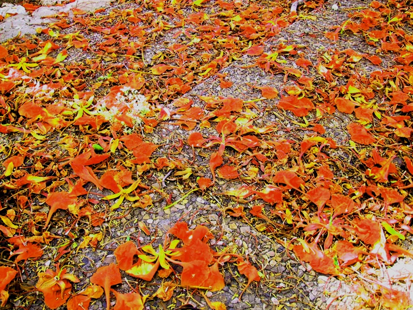    Untitled, Tel Aviv, 2002  , color photograph,&nbsp;inkjet print 