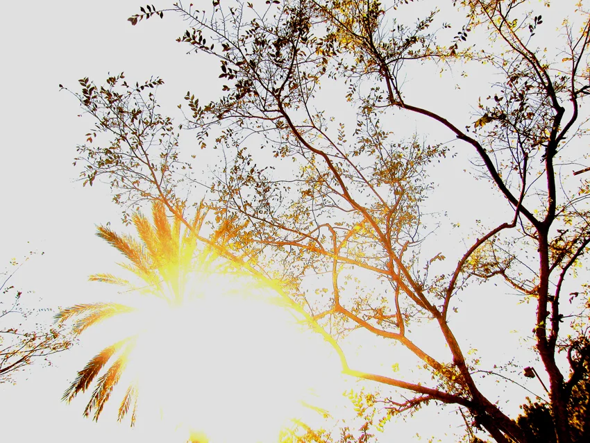    Untitled, Los Angeles, 2006  , color photograph,&nbsp;inkjet print 