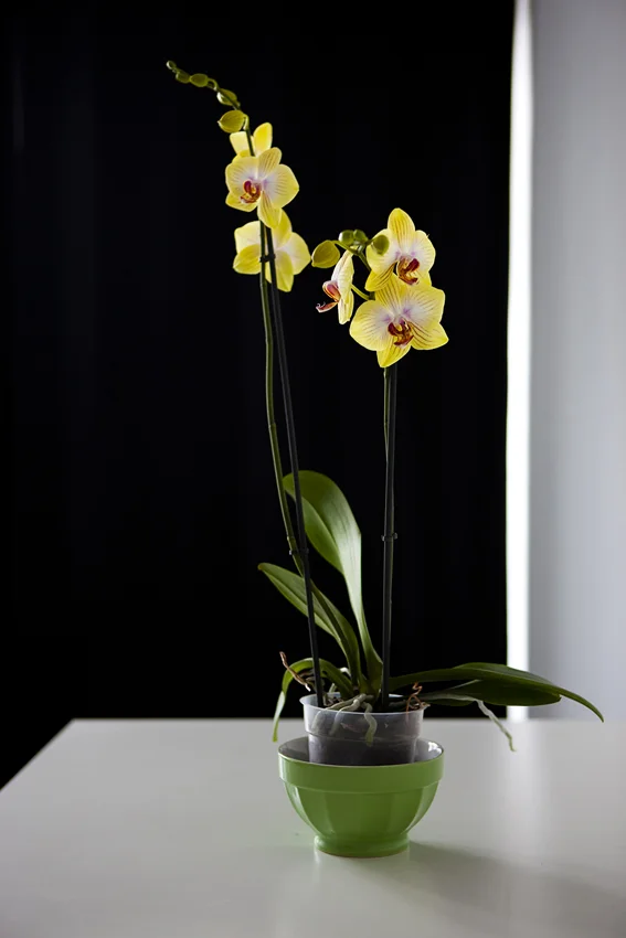 Untitled (Yellow Orchid) , Paris, 2008 , color photograph, inkjet print