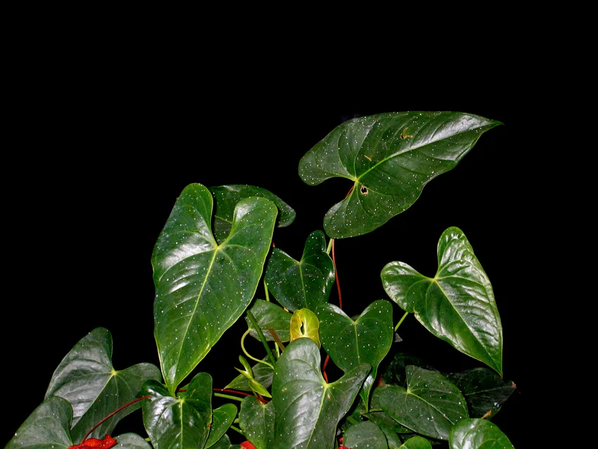 Untitled, Tel Aviv, 2006 , color photograph, inkjet print