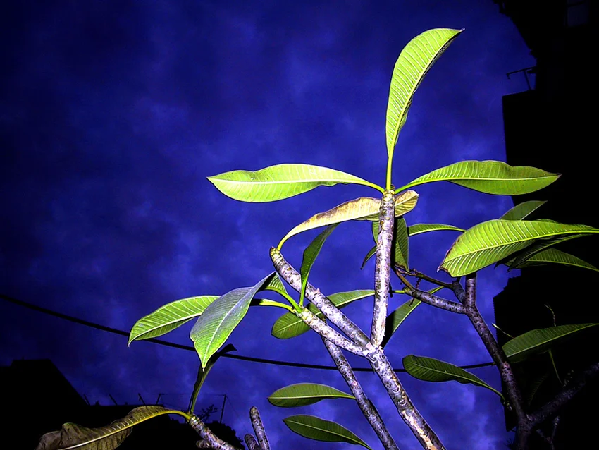 BLUE_000003.jpg