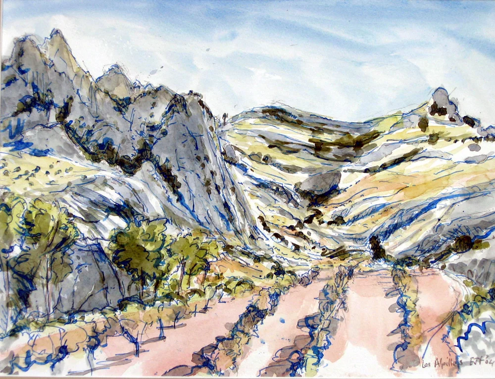 Young Olive Grove in the Alpilles.