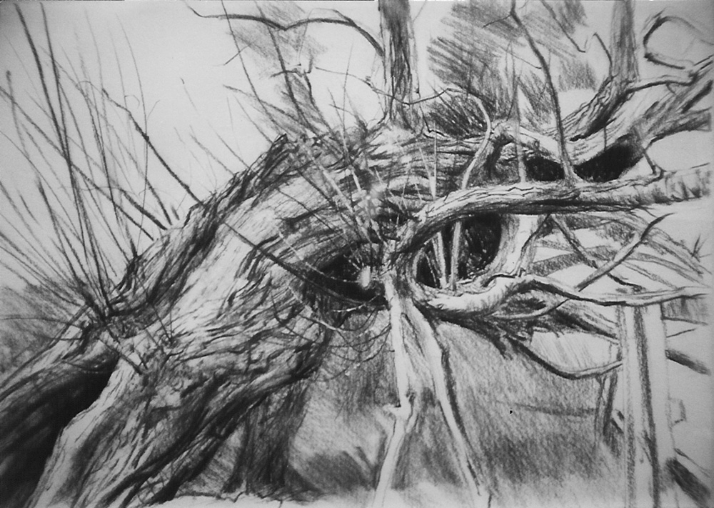 Contorted Willow Tree. Bradfield, Berks.