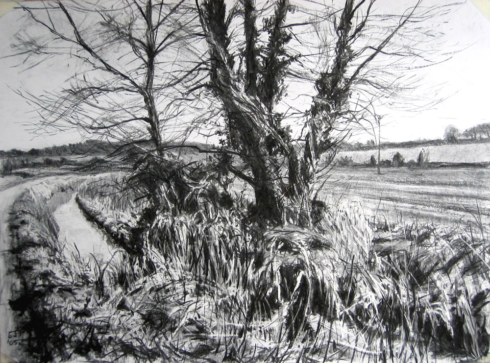 Poplars on the Pang, near Bucklebury.